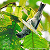 Azure-rumped Tanager foraging