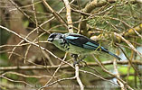 Azure-rumped Tanager, birding tours in Los Tarrales with CAYAYA BIRDING