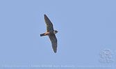 Bat Falcon, birding tours in Los Tarrales with CAYAYA BIRDING