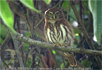 Ferruginous Pygmy-Owl, birding tours in Los Tarrales with CAYAYA BIRDING
