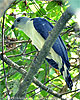 adult Gray-headed Kite, birding tours in Los Tarrales with CAYAYA BIRDING