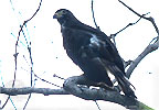 immature Gray-headed Kite, birding tours in Los Tarrales with CAYAYA BIRDING