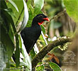 Highland Guan, birding tours in Los Tarrales with CAYAYA BIRDING