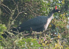 Horned Guan, birding tours in Los Tarrales with CAYAYA BIRDING