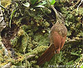 Ivory-billed Woodcreeper, birding tours in Los Tarrales with CAYAYA BIRDING