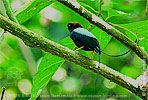 Long-tailed Manakin, birding tours in Los Tarrales with CAYAYA BIRDING