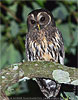 Mottled Owl, birding tours in Los Tarrales with CAYAYA BIRDING
