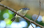 Plumbeous Vireo, birding tours in Los Tarrales with CAYAYA BIRDING