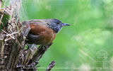 Rufous-breasted Spinetail, birding tours in Los Tarrales with CAYAYA BIRDING