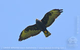 Short-tailed Hawk, birding tours in Los Tarrales with CAYAYA BIRDING