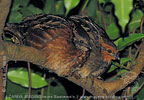 Singing Quail, birding tours in Los Tarrales with CAYAYA BIRDING