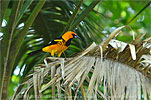 Spot-breasted Oriole, birding tours in Los Tarrales with CAYAYA BIRDING