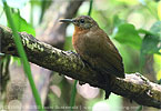 Tawny-throated Leaftosser, birding tours in Los Tarrales with CAYAYA BIRDING