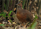 Thicket Tinamou, birding tours in Los Tarrales with CAYAYA BIRDING