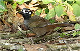 White-eared Ground-Sparrow, birding tours in Los Tarrales with CAYAYA BIRDING