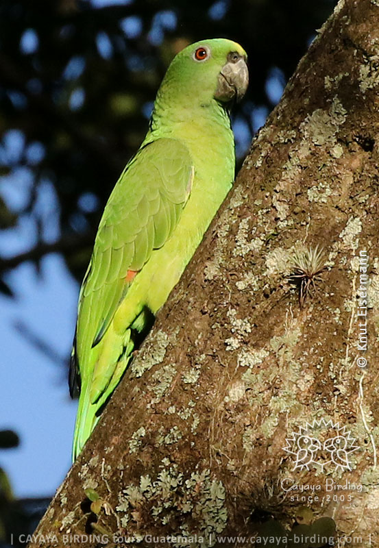 Yellow-naped Parrot, CAYAYA BIRDING relaxed Volcano - Mangrove - Birding - Tour in Guatemala