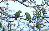 Yellow-naped Parrot, birding tours in Los Tarrales with CAYAYA BIRDING