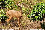 White-tailed Deer