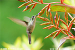 Green-throated Mountain-gem