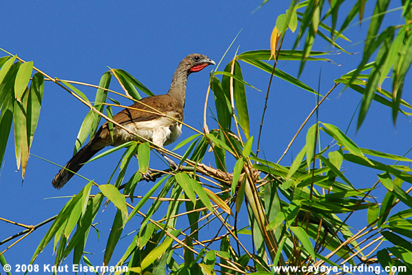 White-bellied Chachalaca
