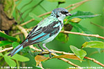 Azure-rumped Tanagers