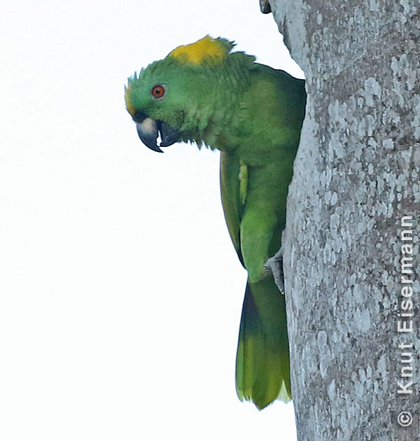 Yellow-naped Parrot