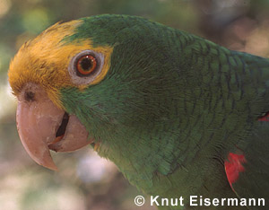 Yellow-headed Parrot