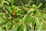 Olive-throated Parakeet