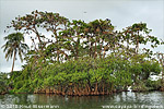 Bird island