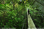 Hanging bridge