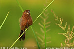 Thick-billed Seedfinch