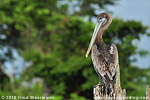 Brown Pelican