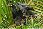 Neotropical Cormorant