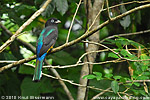 Black-headed Trogon