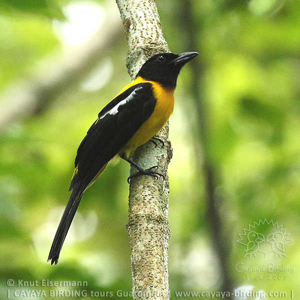 Black-throated Shrike-Tanager, CAYAYA BIRDING day tour Tikal