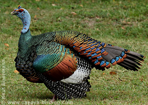Ocellated Turkey, CAYAYA BIRDING Tikal & Yaxhá tour