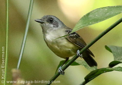 Plain Antvireo, CAYAYA BIRDING Tikal & Yaxhá tour