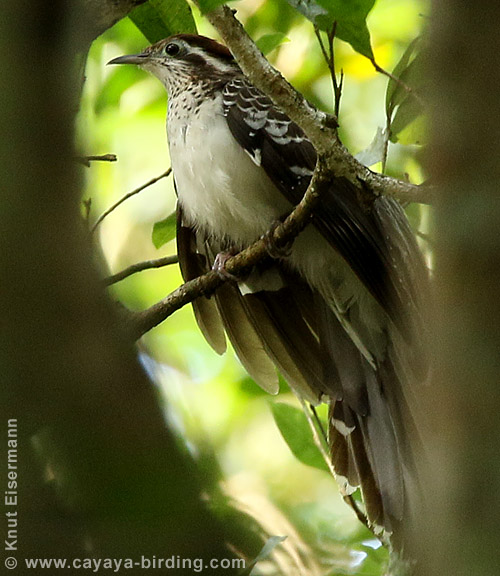 Pheasant Cuckoo, CAYAYA BIRDING Tikal & Yaxhá tour