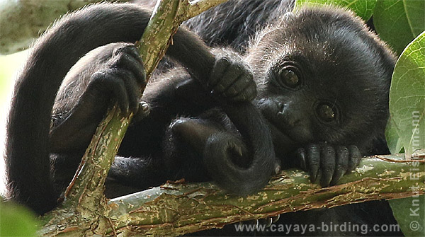 Guatemalan Black Howler Monkey in Tikal, seen on a CAYAYA BIRDING tour