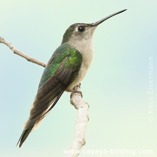 Wedge-tailed Sabrewing in Tikal, seen on a CAYAYA BIRDING tour