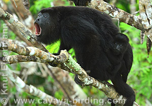 Howler Monkey