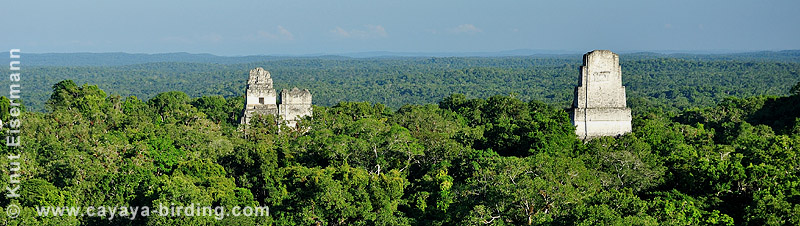 Tikal, CAYAYA BIRDING specialized birding tours since 2003