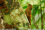 Tawny-winged Woodcreeper