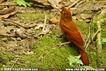 Ruddy Woodcreeper