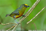 Olive-backed Euphonia