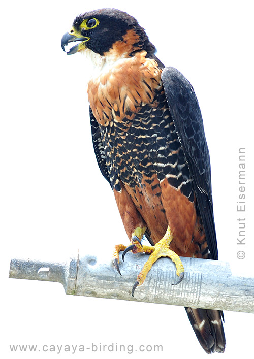 Orange-breasted Falcon in Tikal, seen on a CAYAYA BIRDING tour