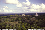 Forest of Tikal