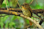 White-whiskered Puffbird