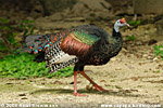 Ocellated Turkey