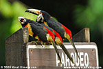 Collared Aracari